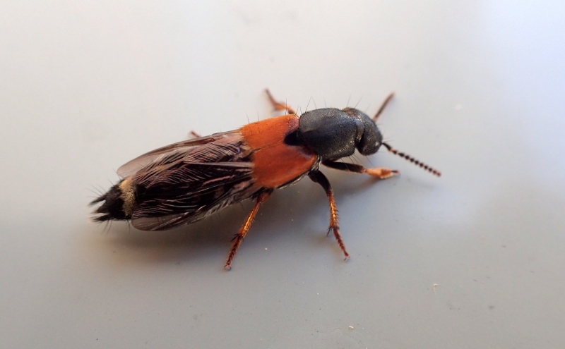 Staphylinidae dalla Croazia: Platydracus stercorarius